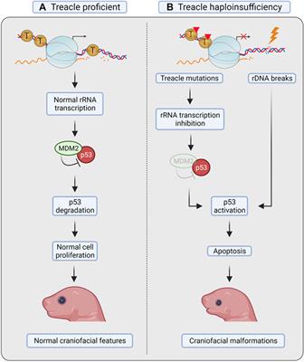 Treacle Sticks the Nucleolar Responses to DNA Damage Together